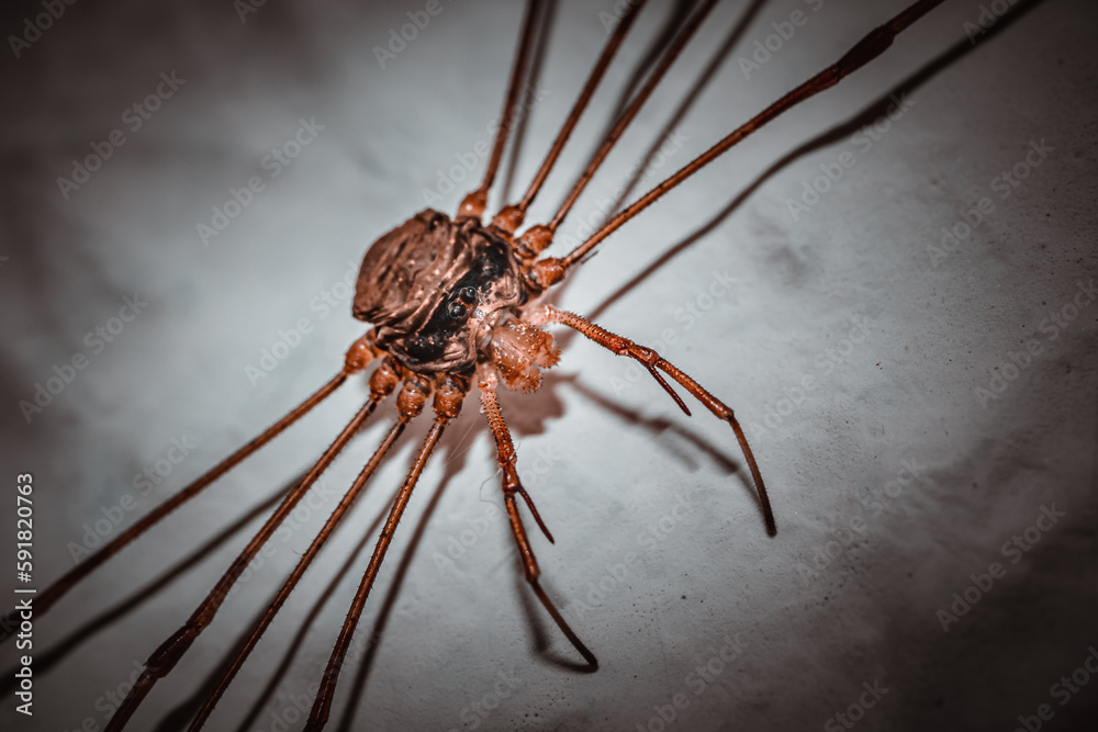 Arachnid Daddy Longlegs Sitting On The Wall Spreading Legs Top View