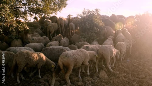 Flock of sheep grazing during the sunset