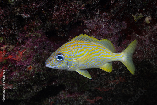 French grunt in the Mesoamerican reef