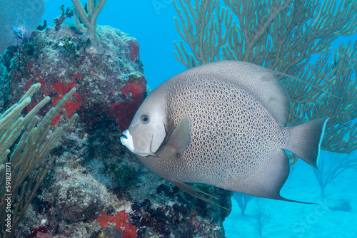 Gray angelfish in coral reef