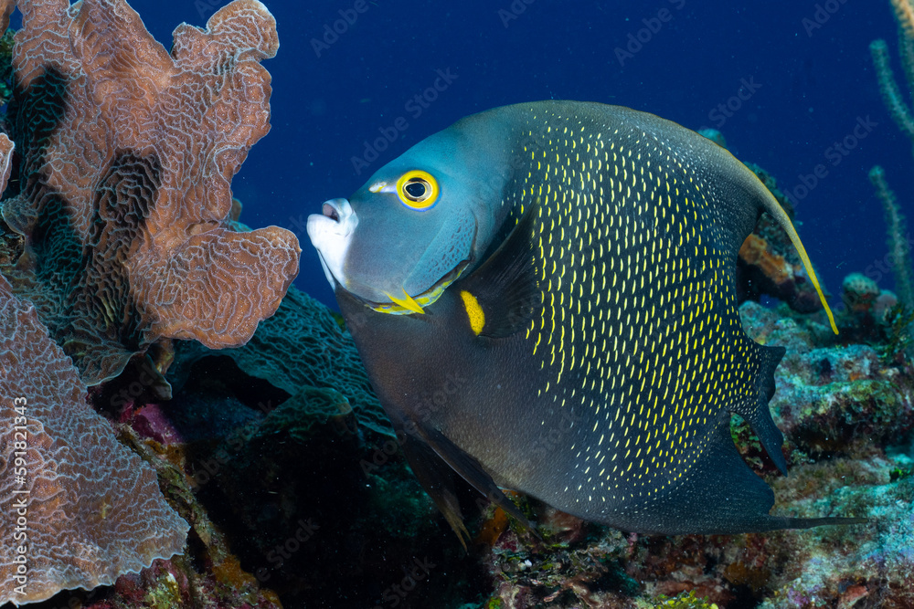 Obraz premium French angelfish