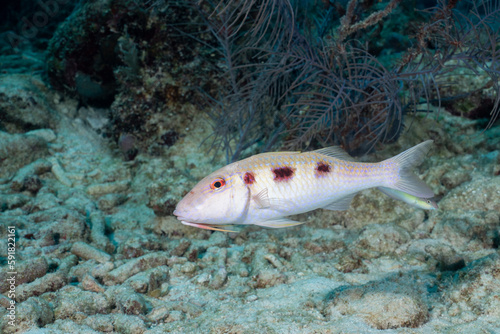 Spotted goatfish swimming in reef