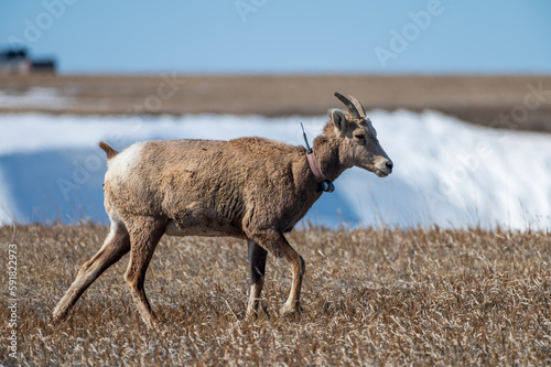 Fototapeta Naklejka Na Ścianę i Meble -  Bighorn Sheep Ewe with Radio Collar