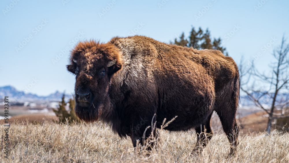 Bison Bull with Shaggy Fur