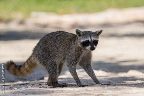 Cozumel raccoon photo