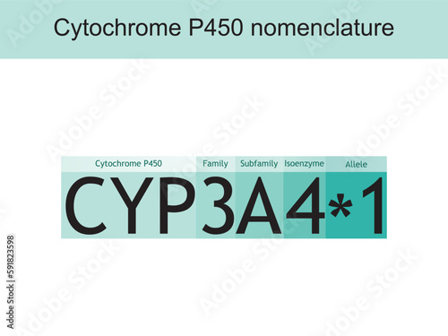 Cytochrome P450 CYP3A4 nomenclature diagram showing family, subfamily, enzyme and allele. Scientific illustration for biochemistry, pharmacology, biology education. photo