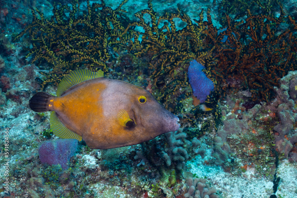 Whitespotted filefish Whitespotted filefish