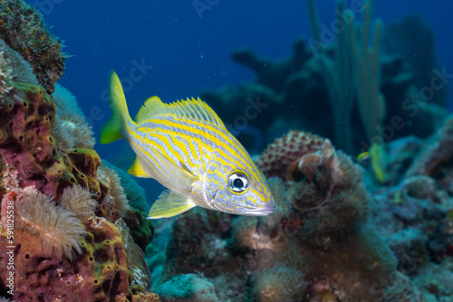 French grunt in the Mesoamerican reef
