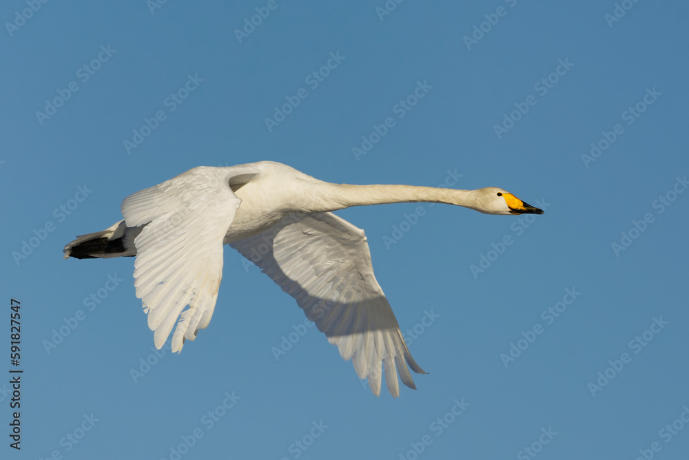 Obraz premium Whooper swan (Cygnus cygnus) flying in the blue sky in spring. 