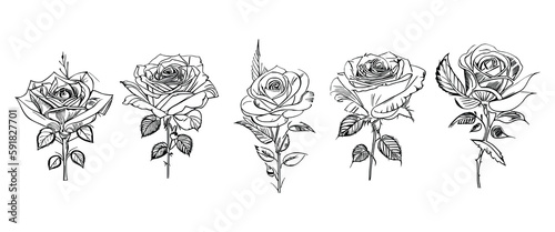 The Five Roses Coloring Book showcases five distinct roses, each with its unique design, portrayed through captivating illustrations.