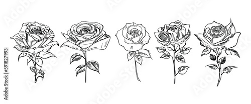 The Five Roses Coloring Book showcases five distinct roses, each with its unique design, portrayed through captivating illustrations.