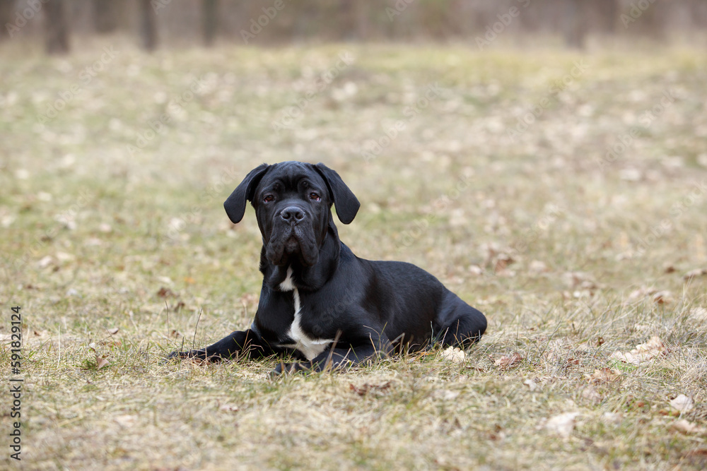 dog breed cane corso