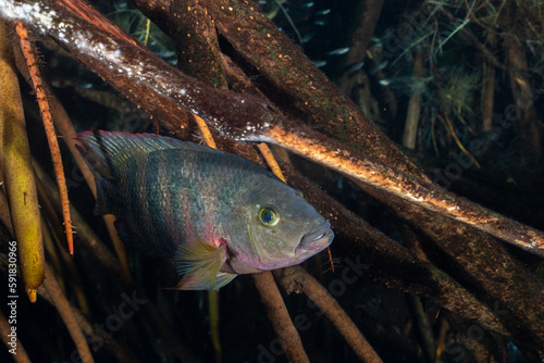 Mayan cichlid photo