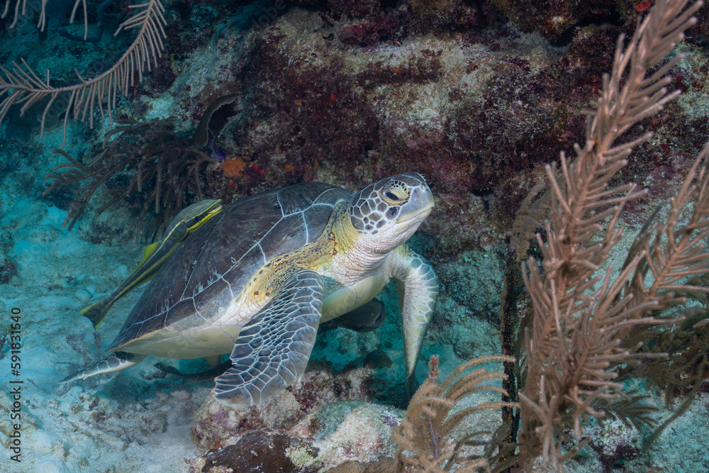 Fototapeta premium Green sea turtle