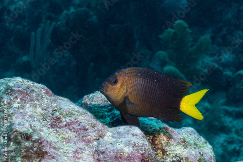 Yellowtail damselfish swimming on reef