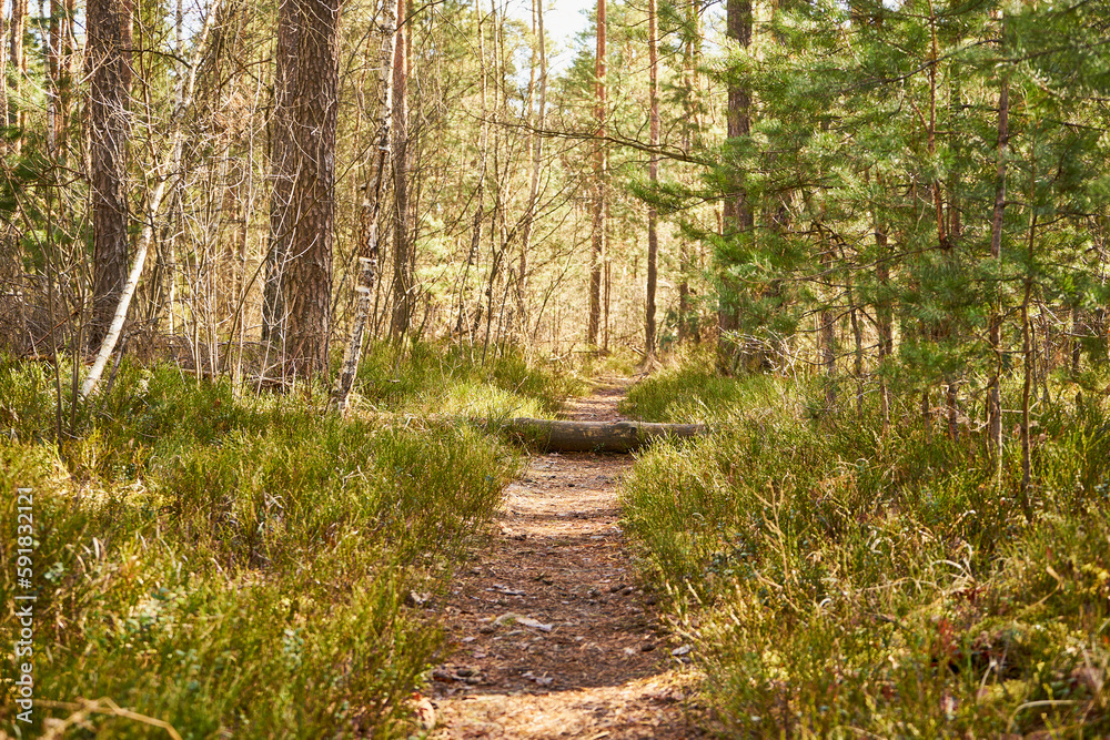 Obraz premium leśna ścieżka 