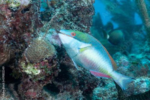 Redband parrotfish swimming in reef