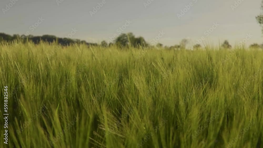 Close-up view of a rye field in a blurry background Close-up view of a rye field in a blurry background