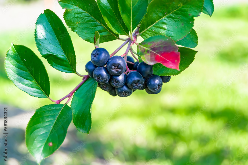 Photography on theme beautiful berry branch aronia bush