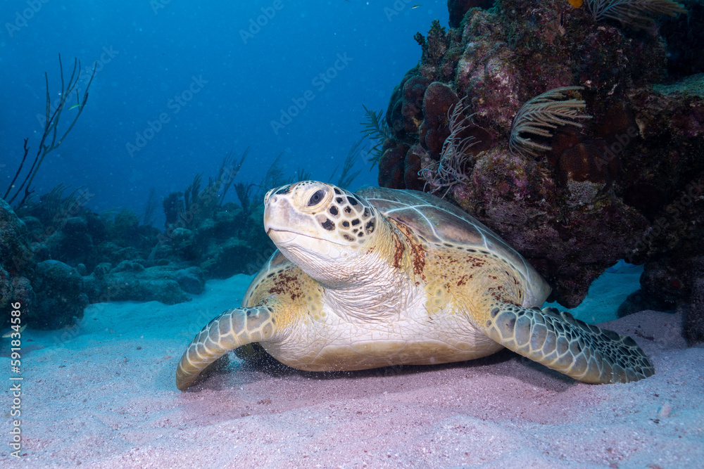 Fototapeta premium Green sea turtle