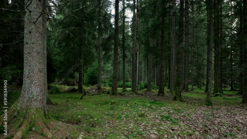 path in the woods