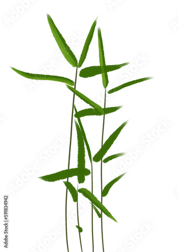 green bamboo leaves watercolor illustration on transparent background 