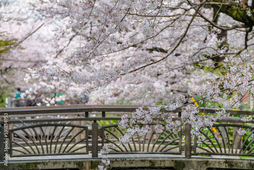 Kyoto, Japan - March 31, 2023: Cherry blossoms on the Takase River on Kiyamachi Street in Kyoto, Japan. photo