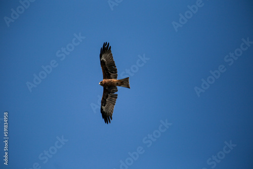 eagle in flight