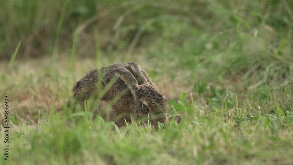 Closeup view of brown rabbit licking paws in grassland Closeup view of brown rabbit licking paws in grassland