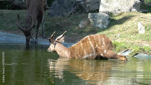 View of sitatunga antelope entering to water photo