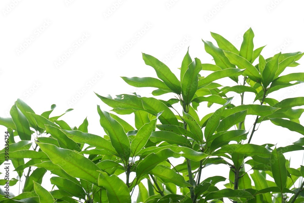 Tropical mango tree with leaves and branches on white isolated background for green foliage Tropical mango tree with leaves and branches on white isolated background for green foliage