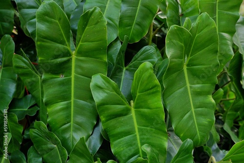 In Selective focus caladium leaves with green natural colour,a tropical plant growing in a botanical garden 