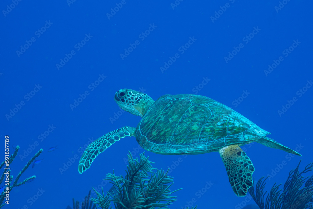 Fototapeta premium Green sea turtle swimming over reef