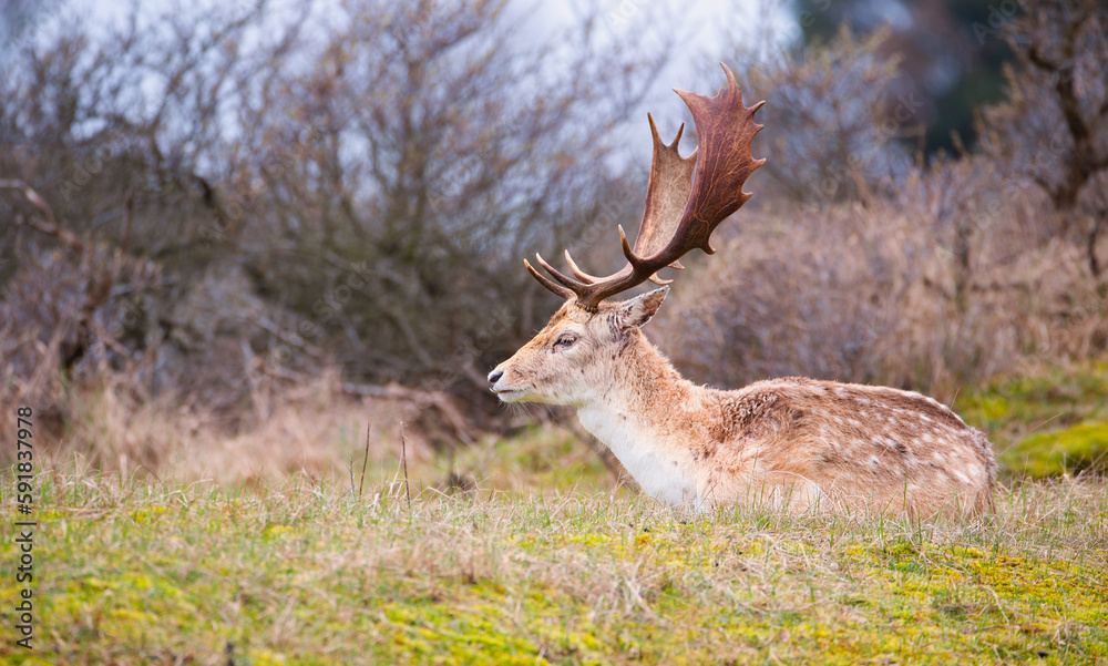 Fototapeta premium Red deer stag with antlers in spring, forest of Amsterdamse Waterleidingduinen in the Netherlands, wildlife in the woodland 