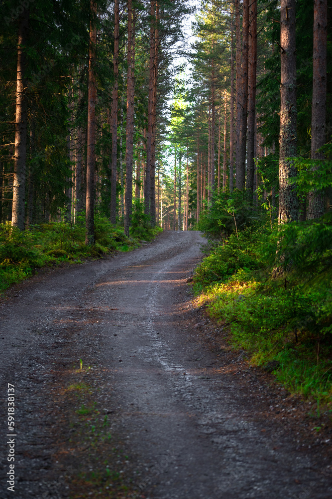 Vertical shot of a narrow road through a forest
