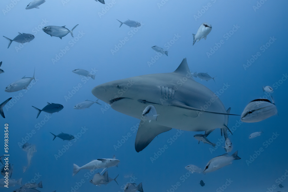 Naklejka premium Bull shark