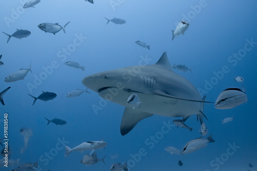 Bull shark © Griffin
