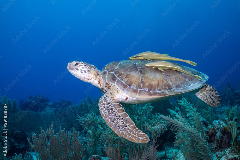 Fototapeta premium Green sea turtle swimming over reef