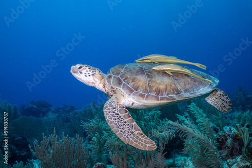 Green sea turtle swimming over reef