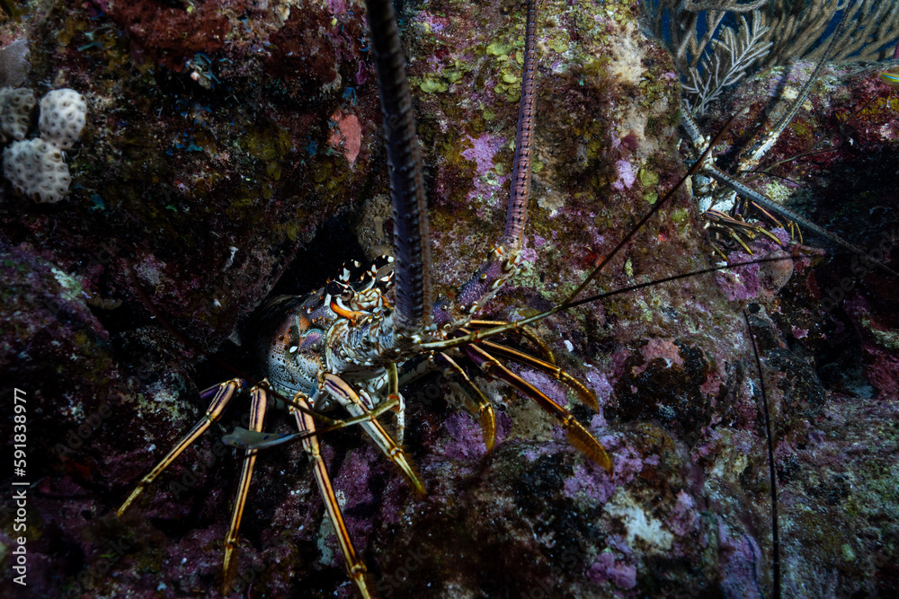 Closeup of Caribbean spiny lobster Closeup of Caribbean spiny lobster