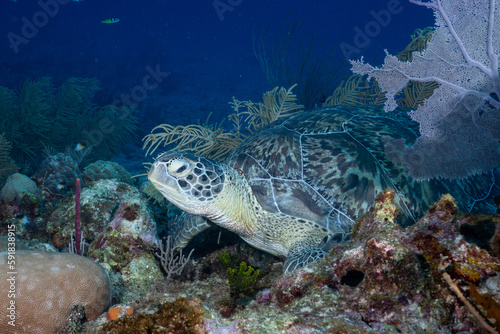 Green sea turtle