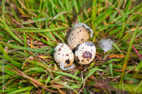 bird nest on grass field with three eggs inside, bird eggs on birds nest and feather in summer forest , eggs easter concept