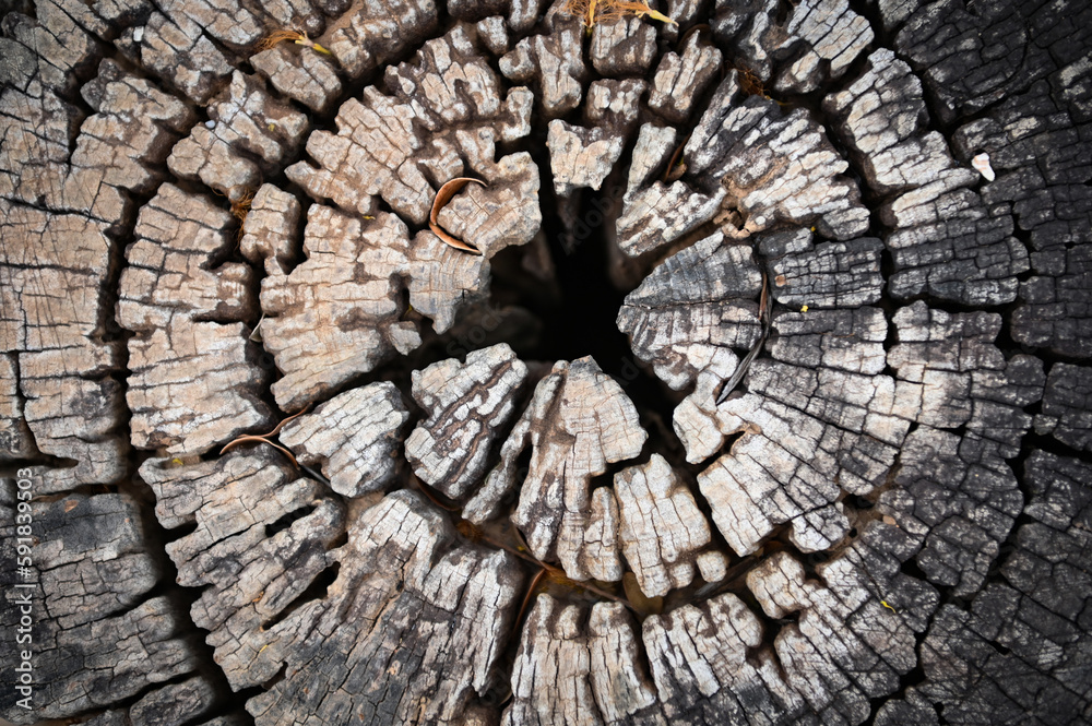 Old tree stump top view, ideal round cut down tree with annual rings and cracks. Wooden texture - Texture of Annual Growth Rings Circle on Stump