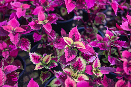colorful plant wall beautiful plant in pot, coleus many kinds red green purple and pink leaves of the coleus plant, Plectranthus scutellarioides