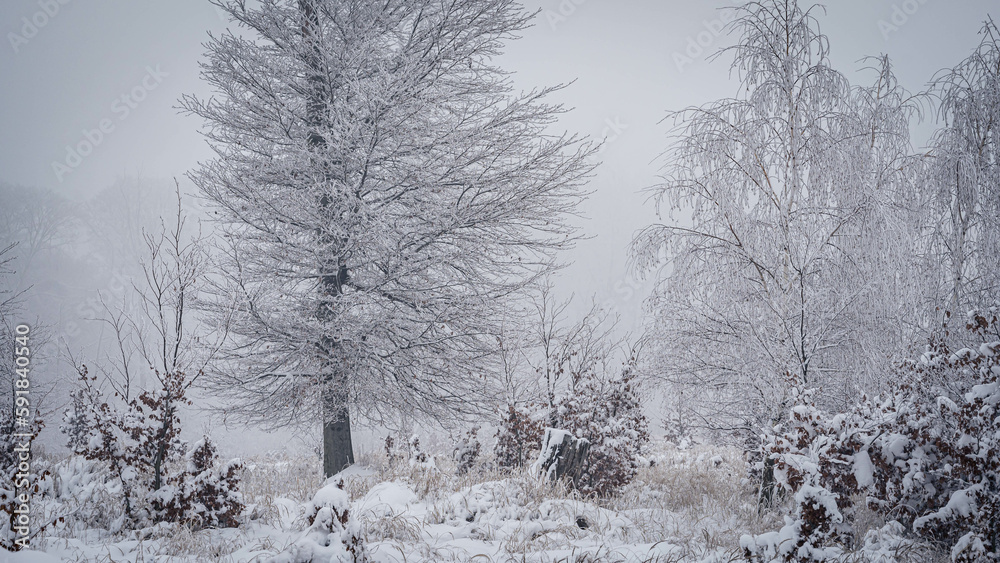 Fototapeta premium Scenic view of leafless trees and shrubs covered with snow in winter
