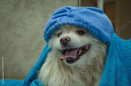 dog after washing in a towel and in a hair cap. © Helena