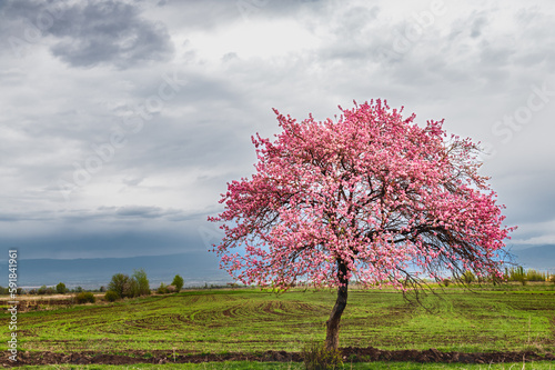 Lonely flowering tree in spring in a mountain valley. Cloudy sky over mountains.