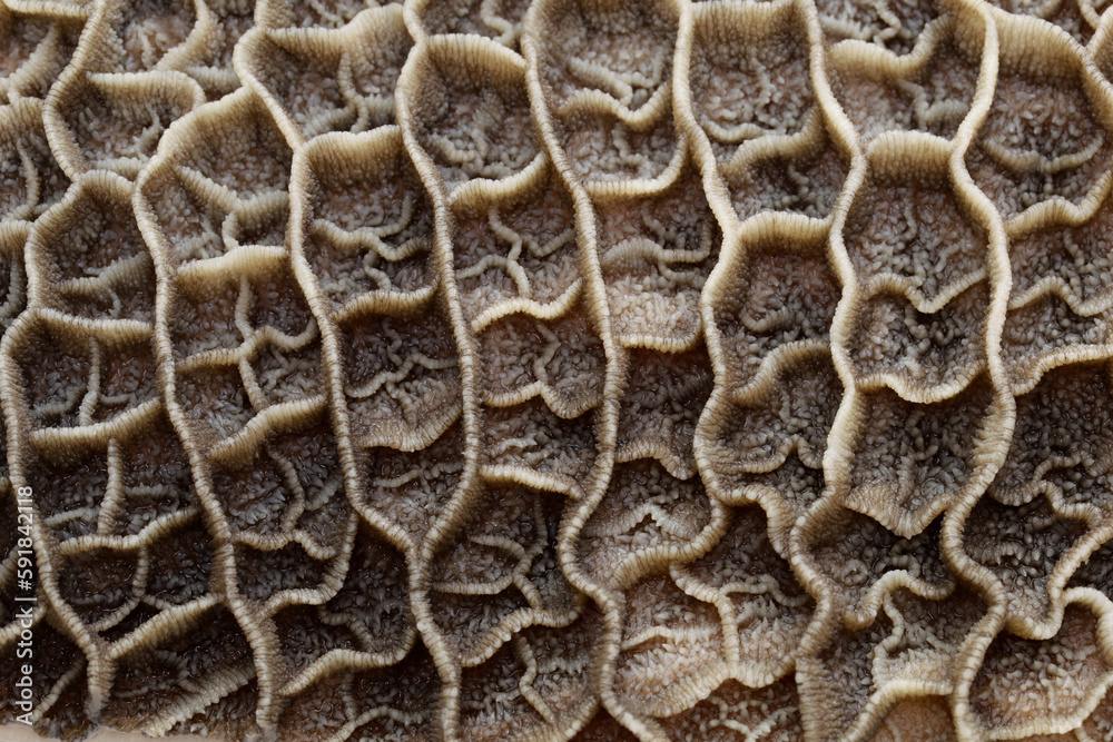raw beef honeycomb tripe( second stomach ) raw beef honeycomb tripe( second stomach )