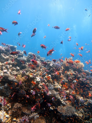 Fototapeta Naklejka Na Ścianę i Meble -  red sea fish and hard coral reef