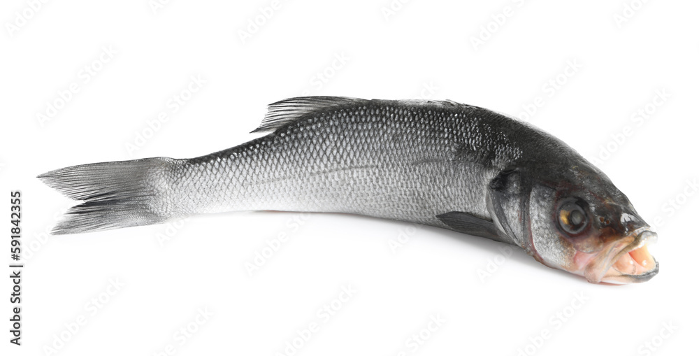 Fresh sea bass fish isolated on white Fresh sea bass fish isolated on white
